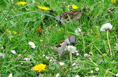 Bien être dans la prairie fleurie 