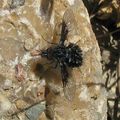 Bombylella atra ( Bombyliidae)