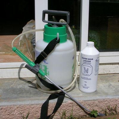 Savon Noir et Pucerons