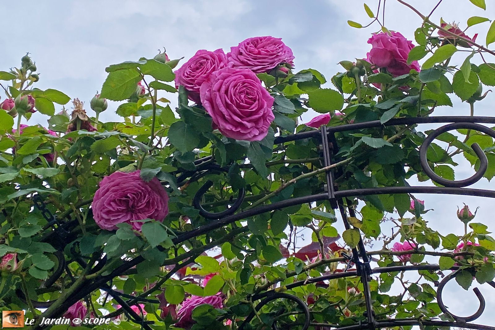 Rosa Madame Isaac Péreire