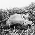 Scandales en Afrique : les gouvernements autorisent la destruction d'espèce animales protégées pour nourrir la population - Scandals in Africa: Governments authorize the destruction of protected animal species to feed the population