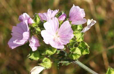 La Mauve musquée