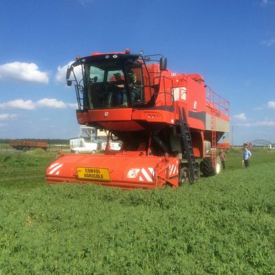 Récolte des pois de conserve - Trounquet - Ilot A