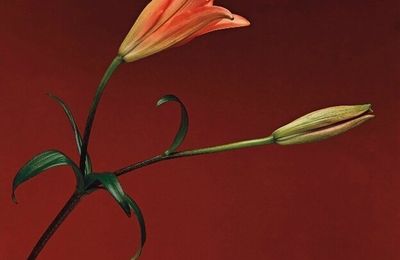 Robert Mapplethorpe, Lily, 1989