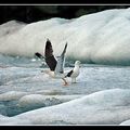 jokull-mouette