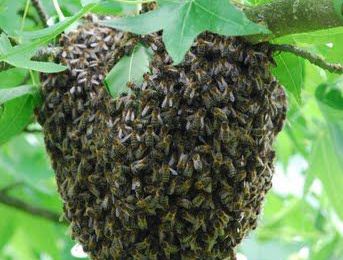 Débo a testé pour vous la récolte du miel (partie 1): la ruche et les abeilles