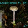 GYMNOPUS