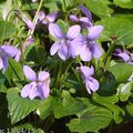 Violette des bois 