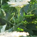 Sureau - Sambucus niger