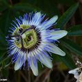 Ces fleurs spectaculaires éveillent la passion !