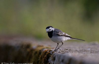 Les oiseaux vus et reconnus dans notre jardin...