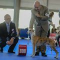 eurodogshow BRNO 2014 ....  MC European Winner  MC CHAMPION D'EUROPE §