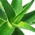 aloe vera et les cheveux