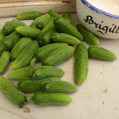 CONSERVES de cornichons au vinaigre en toute simplicité.