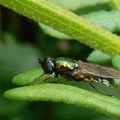 chloromyia formosa