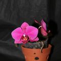 PHALAENOPSIS inconnu