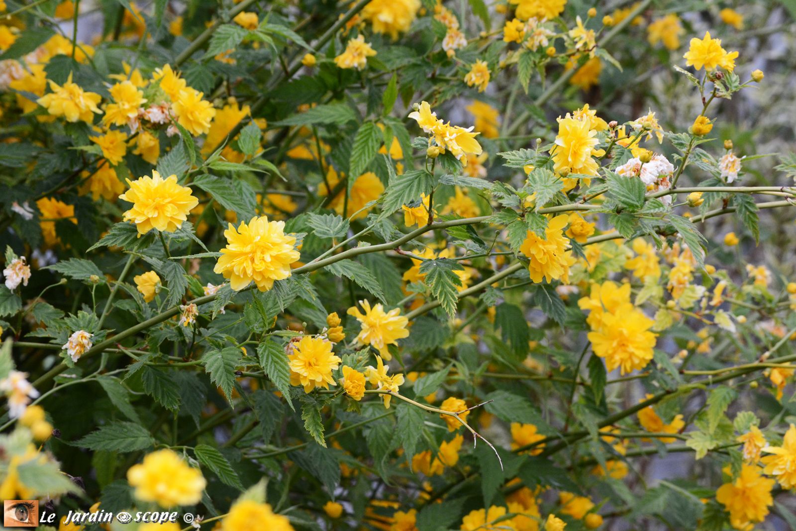 Corête du Japon - Kerria japonica