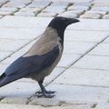 La Corneille mantelée , Corvus cornix