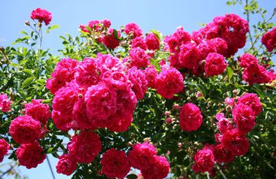 les couleurs de mon jardin: le rose