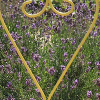 Odeur de lavande ...