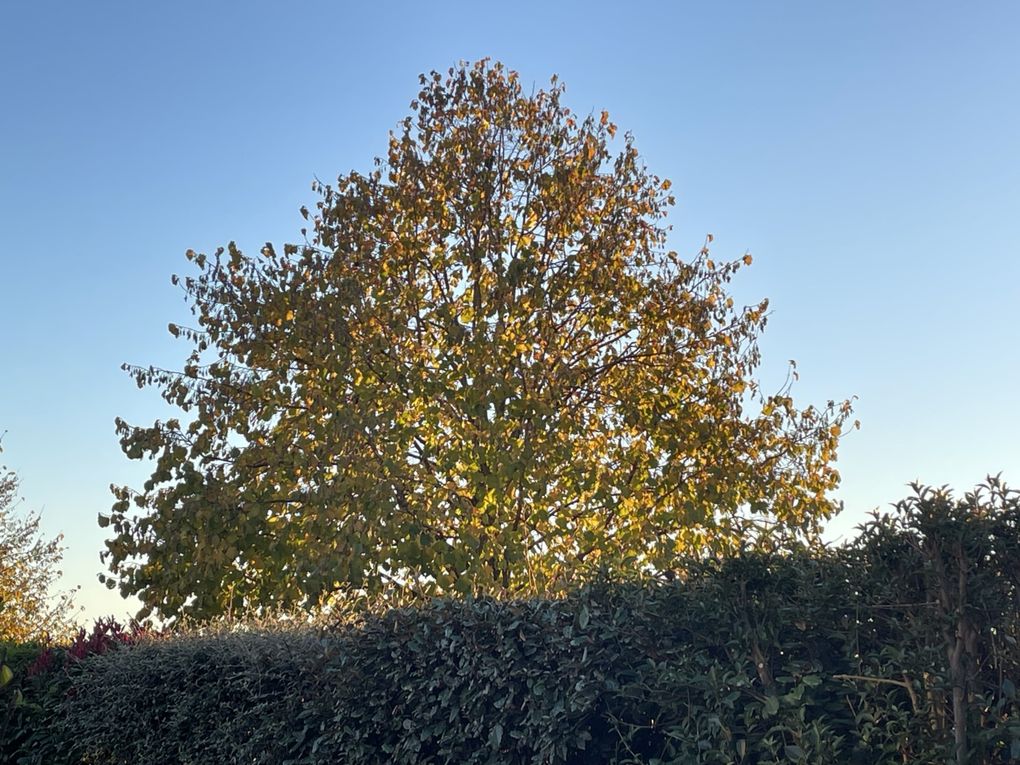 Mercredi 29 oct 2025 : hier j'étais dans les Combrailles , sur mes pas dans la commune de Manzat et environs  mon diapo s'en suit  et sur la fin retour @ la maison 🏡 