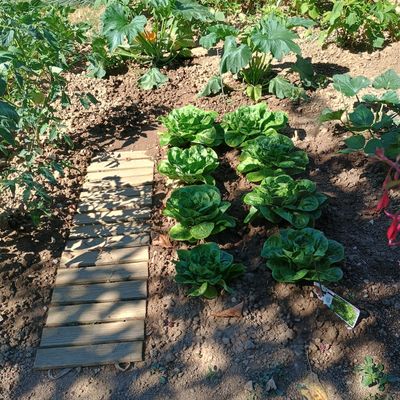 Le jardin en été