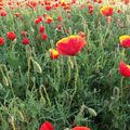 Coquelicots