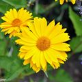 Des soleils tout l'été dans le jardin même les jours de pluie !