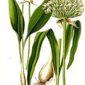 Allium ursinum