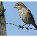 Le passereau rapace