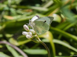 Papilionoïdes (Argus bleu, Piéride, Machaon)