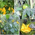 Zoom sur mon potager de Juillet