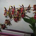 Odontoglossum - "Cambria"