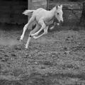 Apprentissage du galop