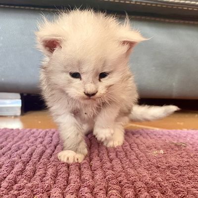 Réservation de Zara des gousses de vanille