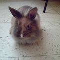 MAXIME, Lapin demi-nain mi-angora