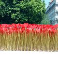 jolis coquelicots... kenzo