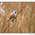 BAIE DE SOMME 1 : LA PANURE A MOUSTACHES