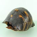 Carapace de tortue