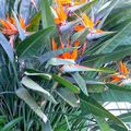 Fleur oiseau de paradis , Strélitzie , strelitzia reginae , famille du bananier