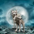 1er janvier : la pleine lune des loups