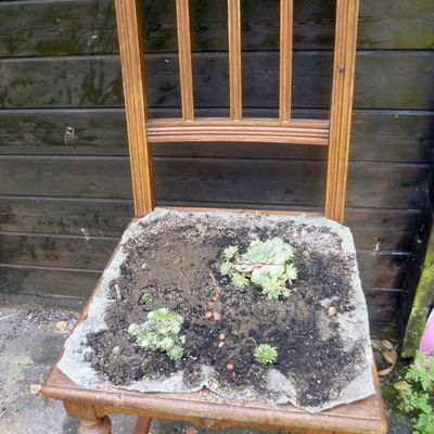 Les chaises succulentes