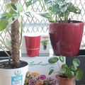 Que faire de ses plantes pendant les vacances ? {rhaaaaa le casse-tête !}