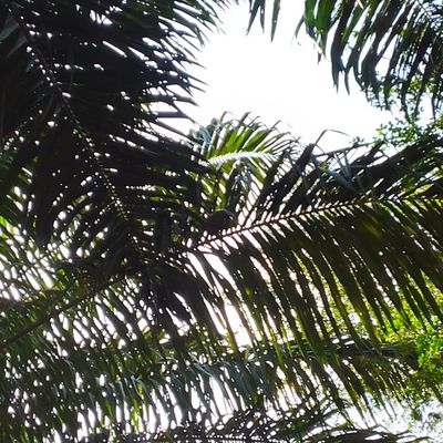 LE PLUS GRAND MAITRE MARABOUT SAUVEUR DJITRIMIN DU MONDE