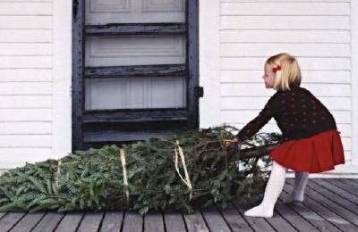 C'est le moment d'acheter le sapin de Noël