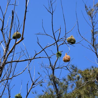 Tisserin gendarme Etang-Salé Ile de la REUNION