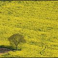 le champ de colza et son arbre