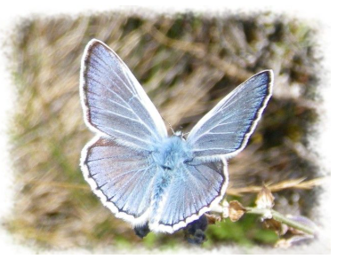 Echange Papillons 