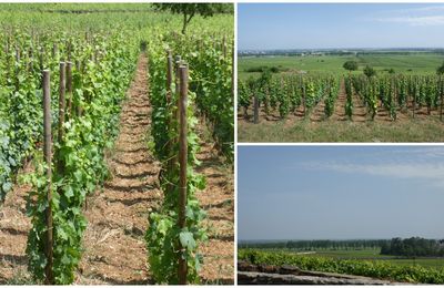 Sur la route des Grands Crus de Bougogne
