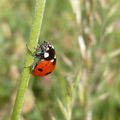 Coccinelle